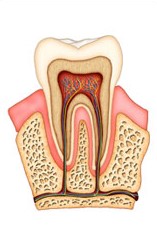 Root Canals In Astoria, NY | Steven B. Manson, DDS, FAGD